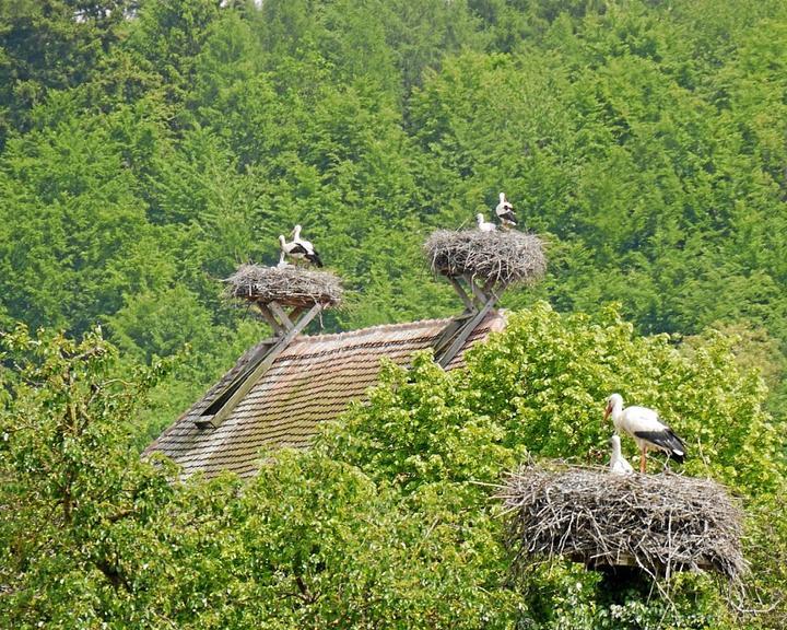 Steinbuck Stube Landgasthaus